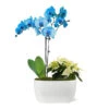 Blue Christmas Garden -Garden Plants 10IN Dot Watercolor Blue Orchid and White Poinsettia with Moss Topping 600x600 9b77a95b ec5b 4981 b6b9 d6151ffd3e52