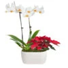 Classic Christmas Garden 2 Classic Christmas Garden -Garden Plants 10IN Dot White Orchid with Yellow Lip and Red Poinsettia with Moss Topping 600x600 9b6a7df1 8d81 42a9 988c a05f1356a87e
