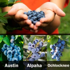 3-in-1 Blueberry Bush (Southern Highbush) -Garden Plants 3 up Southern 2 Austin
