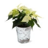 White Poinsettia In Birch Pot 1 White Poinsettia In Birch Pot -Garden Plants 4IN Birch Pot White Poinsettia 600x600 492ecacd 240c 40aa be9f 86b09589bb76
