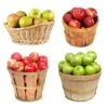 4-in-1 Apple Tree -Garden Plants 4 in 1 Apple 600x600 f3045961 5398 4298 ab46 f05694ca30e3