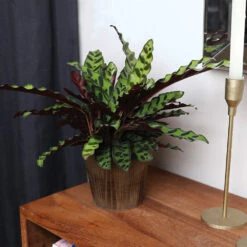 Calathea Rattlesnake With Decorative Pot 22 Calathea Rattlesnake With Decorative Pot -Garden Plants 5IN Brown Wilson with Calathea Rattlesnake 5