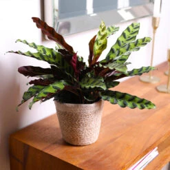 Calathea Rattlesnake With Decorative Pot 15 Calathea Rattlesnake With Decorative Pot -Garden Plants 5IN Brown Wilson with Calathea Rattlesnake 7