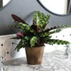 Calathea Rattlesnake With Decorative Pot -Garden Plants 5IN Brown Wilson with Calathea Rattlesnake600x600