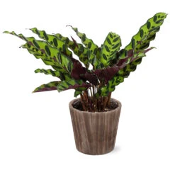 Calathea Rattlesnake With Decorative Pot 16 Calathea Rattlesnake With Decorative Pot -Garden Plants 5IN Brown Wilson with Calathea Rattlesnake ab4455e5 467d 4c73 8ad5 e5b6c64c35eb
