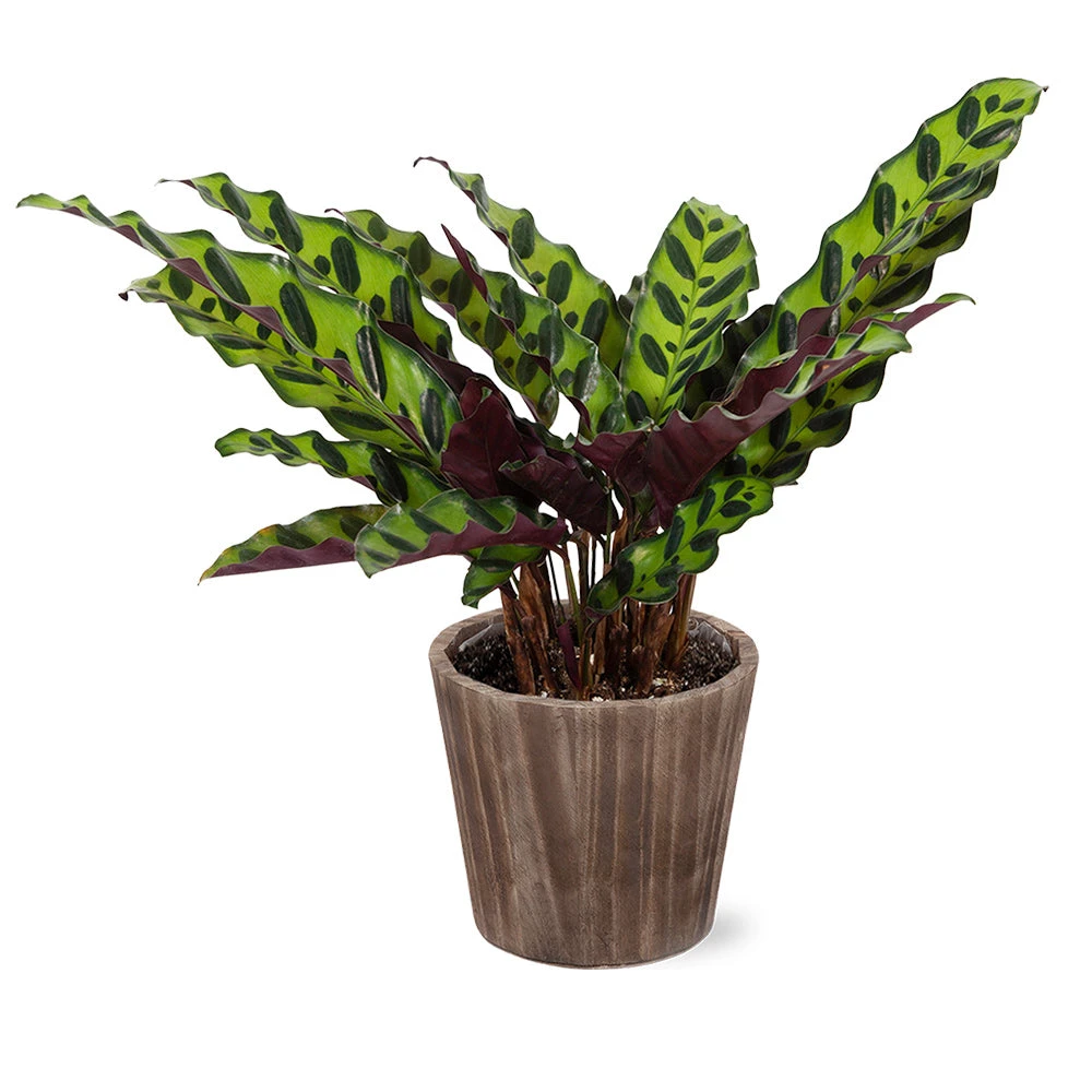 Calathea Rattlesnake With Decorative Pot 6 Calathea Rattlesnake With Decorative Pot - Image 4