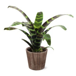 Zebra Plant In Decorative Pot 16 Zebra Plant In Decorative Pot -Garden Plants 5IN Brown Wilson with Splinriet Bromeliad b0b5d4a4 c8f2 40fe b317 71eca7afa132