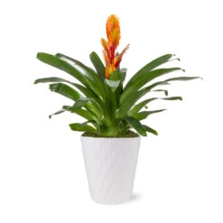 5-Inch Bromeliad In Decorative Pot -Garden Plants 5IN Evi Orange Intenso Bromeliad with Moss Topping