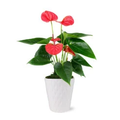 Pink Anthurium -Garden Plants 5IN Evi Sweet Dream Pink Anthurium with Moss Topping