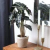 Alocasia Polly With Decorative Pot -Garden Plants 5IN Jute with Alocasia Poly 600x600 1