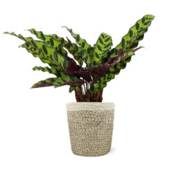 Calathea Rattlesnake With Decorative Pot 19 Calathea Rattlesnake With Decorative Pot -Garden Plants 5IN Jute with Calathea Rattlesnake