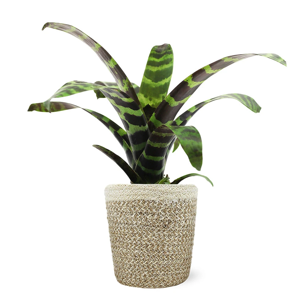 Zebra Plant In Decorative Pot 10 Zebra Plant In Decorative Pot - Image 8