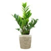 5-Inch ZZ Plant In Decorative Pot -Garden Plants 5IN Jute with ZZ 600x600 1
