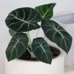 Alocasia Black Velvet 9 Alocasia Black Velvet -Garden Plants ALocasia Black Velvet 7
