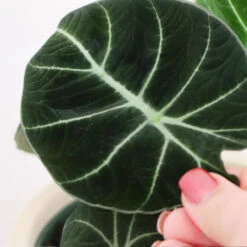Alocasia Black Velvet 8 Alocasia Black Velvet -Garden Plants ALocasia Black Velvet FGT 5