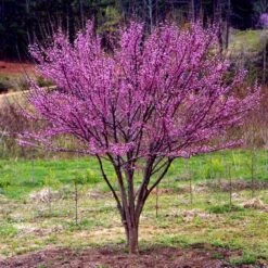 Ace Of Hearts Redbud Tree -Garden Plants Ace of Hearts 1