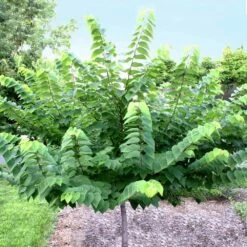 Ace Of Hearts Redbud Tree -Garden Plants Ace of Hearts 2