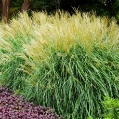 Adagio Maiden Grass -Garden Plants Adagio Madien Grass 3 FGT