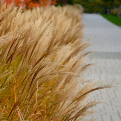 Adagio Maiden Grass -Garden Plants Adagio Madien Grass 7 FGT