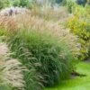 Adagio Maiden Grass -Garden Plants Adagio Madien Grass FGT 600x600 de825f1b 5b05 42aa 9a78 c9090da19d78