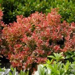 Admiration Barberry Shrub -Garden Plants Admiration Barberry 1