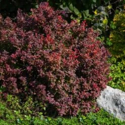 Admiration Barberry Shrub -Garden Plants Admiration Barberry 2
