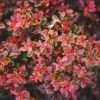 Admiration Barberry Shrub -Garden Plants Admiration Barberry FGT 600x600 bf006906 db0d 4477 9909 65d8fcae850e