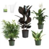 Air-Purifying House Plant Kit 1 Air-Purifying House Plant Kit -Garden Plants Air Purifying 600x600 5c43e1c2 c436 44bb b11b 872821d8d685
