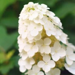 Alice Oakleaf Hydrangea -Garden Plants Alice Oakleaf Hydrangea 2