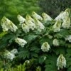 Alice Oakleaf Hydrangea -Garden Plants Alice Oakleaf Hydrangea FGT 600x600 114553d2 b957 41b8 81e9 36bf1662cd52
