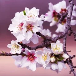 All-in-One Almond Tree -Garden Plants All in One Almond 3 213f37af fac9 49c5 8a19 0aa42ca679e9