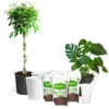 All-in-One House Plant Starter Kit -Garden Plants AllinOneHouseplant Kit 600x600 8701745b 5d2b 4567 9db8 4004946abd2b