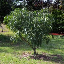 Alphonso Mango -Garden Plants Alphonso Mango 6 FGT