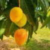 Alphonso Mango -Garden Plants Alphonso Mango FGT 600x600 276d8cf8 8d09 4e9e a9a6 e75c33c90b10