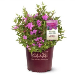 Autumn Amethyst® Encore® Azalea -Garden Plants Amathyst Encore Azalea 1