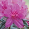 Autumn Amethyst® Encore® Azalea -Garden Plants Amathyst Encore Azalea 600x600 d5c85a1a 96c9 437b b713 6a0b44fcc575