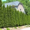 American Arborvitae 1 American Arborvitae -Garden Plants American Arborvitae FGT 600x600 66a6204b d353 41a4 b093 f749e6956bfc