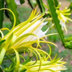 American Beauty Dragon Fruit 12 American Beauty Dragon Fruit -Garden Plants American Beauty Dragon Friuit 3