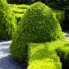 American Boxwood Shrub -Garden Plants American Boxwood FGT 600x600 b976cdb1 20b7 42ea 8427 cd442be88a38