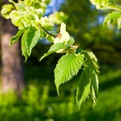 American Elm Tree -Garden Plants American Elm Tree 2 FGT