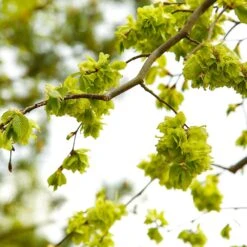 American Elm Tree -Garden Plants American Elm Tree 8