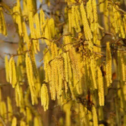 American Hazelnut Filbert 11 American Hazelnut Filbert -Garden Plants American Hazelnut 2