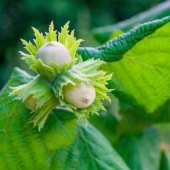 American Hazelnut Filbert 10 American Hazelnut Filbert -Garden Plants American Hazelnut 5 FGT