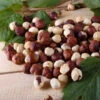 American Hazelnut Filbert -Garden Plants American Hazelnut FGT 600x600 d015e01b c4d6 4c82 8311 7588dd611154