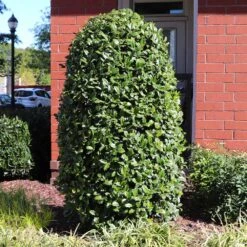 Greenleaf American Holly Shrub -Garden Plants American Holly Greenleaf 6 FGT