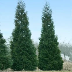 Full Speed A Hedge® American Pillar Arborvitae -Garden Plants American Pillar Arborvitae 1