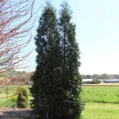 Full Speed A Hedge® American Pillar Arborvitae -Garden Plants American Pillar Arborvitae 5 FGT