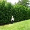 Full Speed A Hedge® American Pillar Arborvitae -Garden Plants American Pillar Arborvitae 600x600 15bd0c00 a879 48d7 a20e 597115f67062