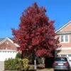 American Red Maple Tree -Garden Plants American Red Maple FGT 600x600 492d9cf8 88f9 4386 a55f fc705add88cf