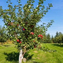 Anna Apple Tree 9 Anna Apple Tree -Garden Plants Anna Apple 5 18fd1efa 6104 495b b124 94041e7fae48